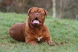 DOGUE DE BORDEAUX 178